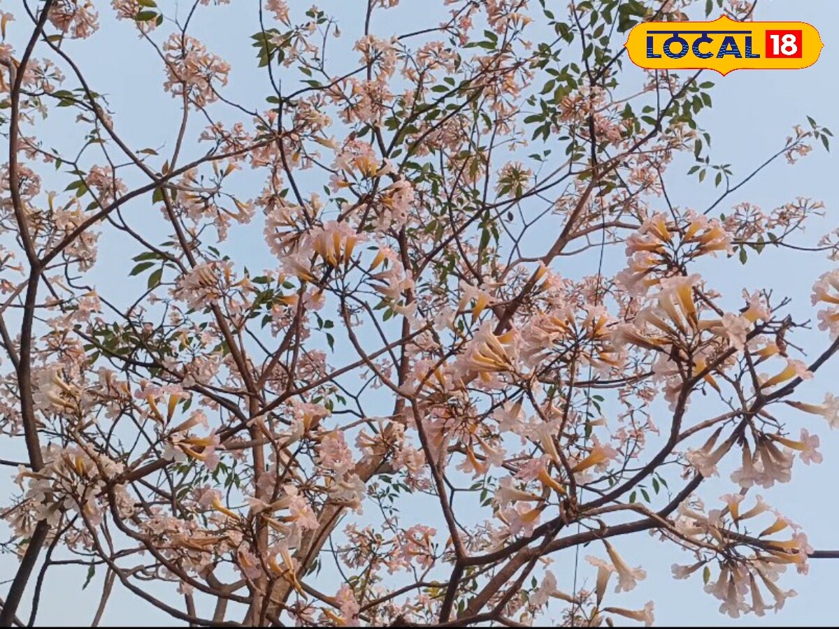 విశాఖలో ప్రత్యేక ఆకర్షణగా నిలుస్తున్న పూల చెట్లు.. ఓ లుక్కేయండి ...