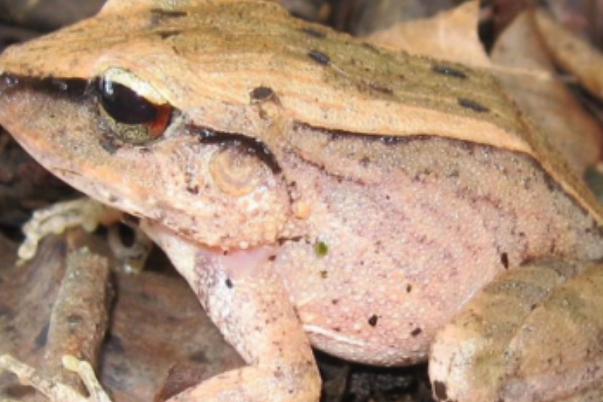 मेंढक: जो मेंढक जोर-जोर से चिल्लाते हैं और दुश्मनों को डरा देते हैं.. उनकी बुद्धि अति उत्तम होती है मेंढक: जो मेंढक जोर-जोर से चिल्लाते हैं और दुश्मनों को डरा देते हैं.. उनकी बुद्धि अति उत्तम होती है