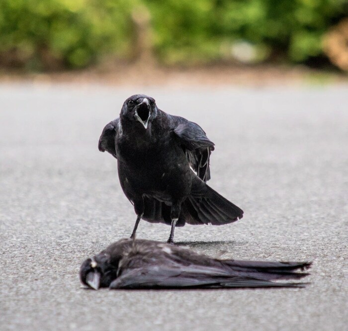 Crow కాకి ఇలా కనిపిస్తే మరణ సూచకమా.. శకున శాస్త్రం ఏమంటోందంటే..? crow