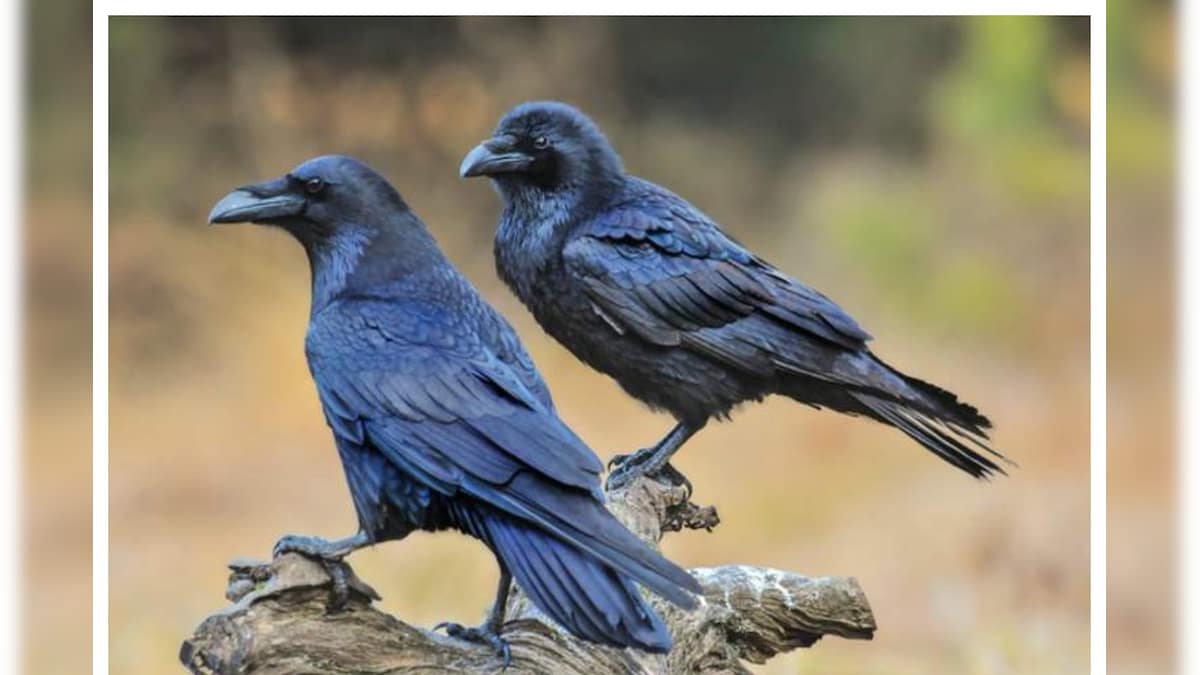 Crow కాకి ఇలా కనిపిస్తే మరణ సూచకమా.. శకున శాస్త్రం ఏమంటోందంటే..? crow