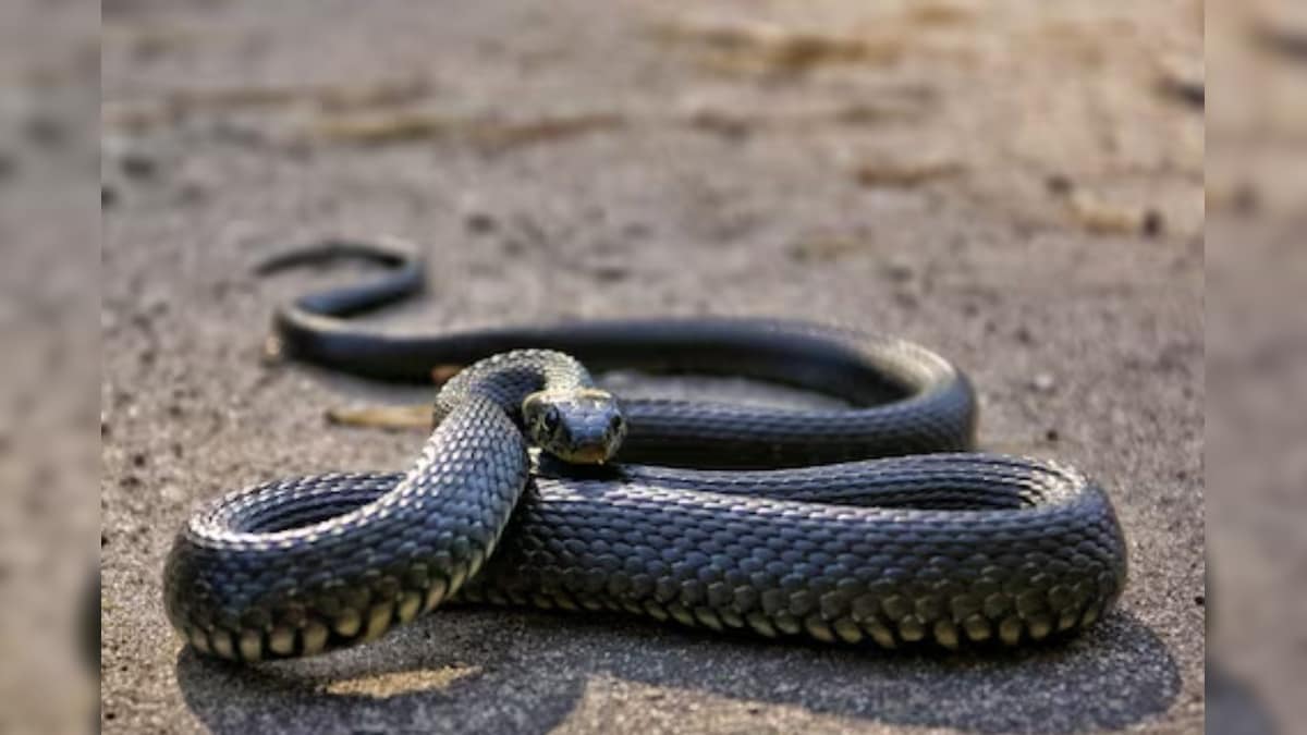 Snakes: పాము వెంటపడితే తక్షణం చేయాల్సింది ఇదే.. షాకింగ్ సీక్రెట్స్ | if ...