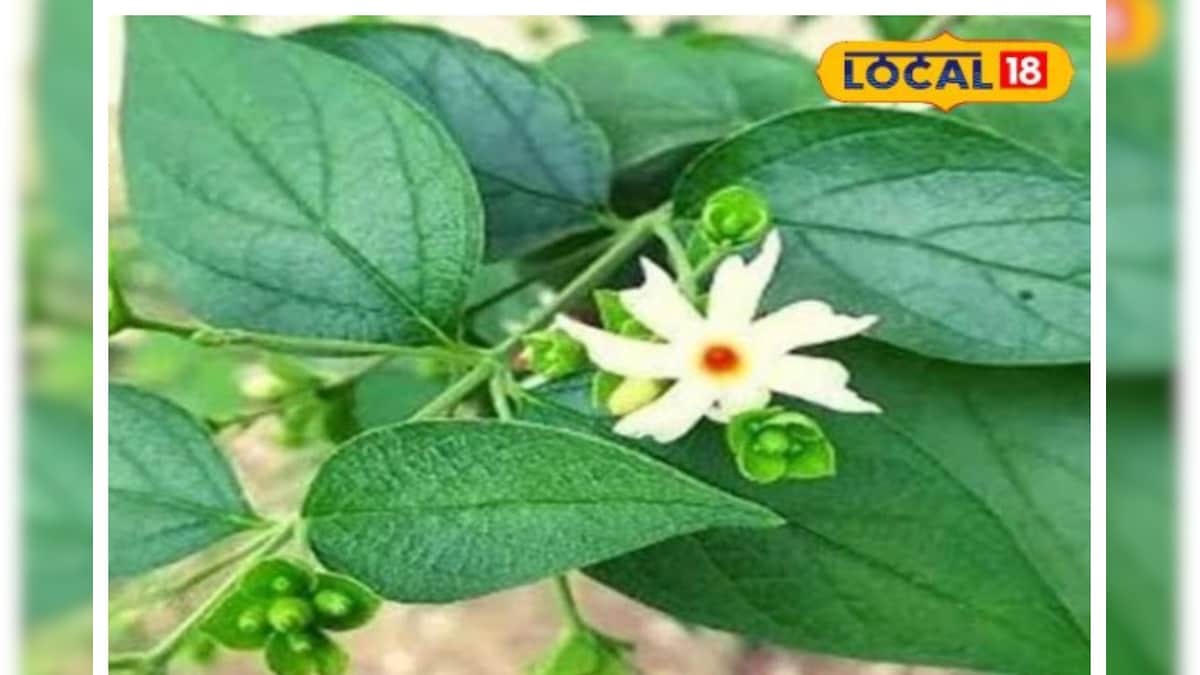 ఔషధ గుణాల గని పారిజాతం.. దీని పువ్వు ఎన్ని వ్యాధులను తగ్గిస్తుందో తెలుసా..?