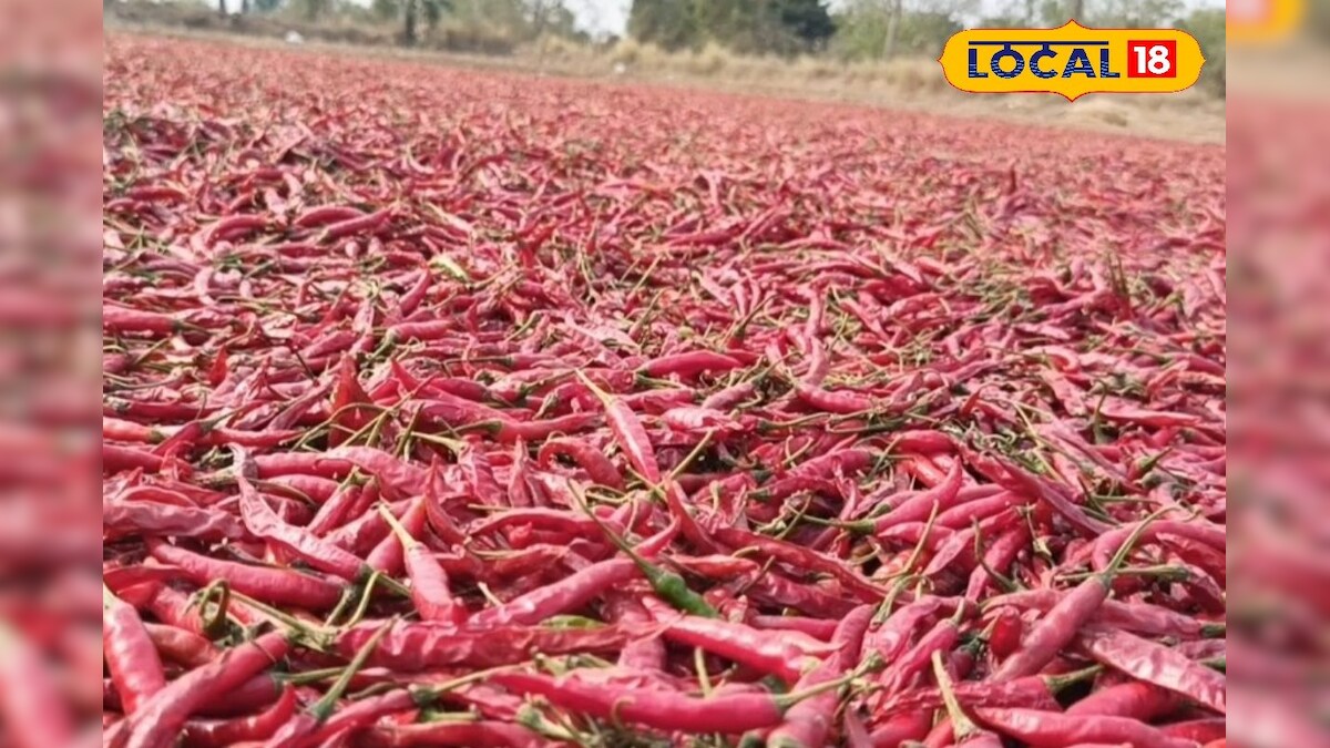 మిర్చి రైతులు ఇలా చేయండి.. ఎకరాకు రూ.70 వేలు పొందండి.. If chilli ...
