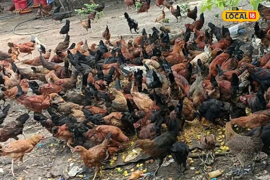 Desi Poultry Farm: నాటు కోళ్ల పెంపకంతో భారీ లాభాలు..  