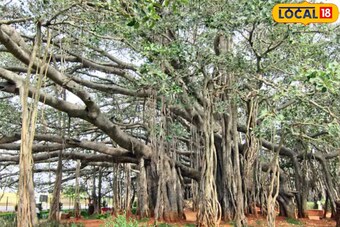 Beautiful Tree News, Photos & Videos in Telugu - News18 తెలుగు