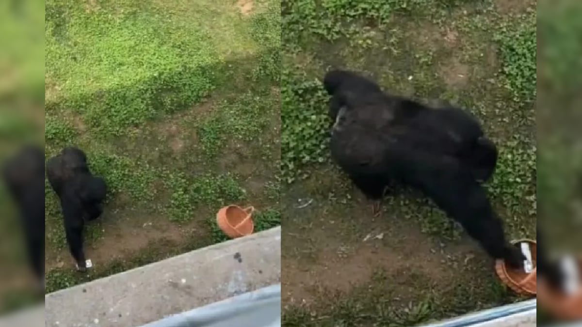 Viral Video: गोरिल्ला ने जो किया उससे हर कोई हैरान.. वीडियो सोशल मीडिया पर धमाल मचा रहा है..