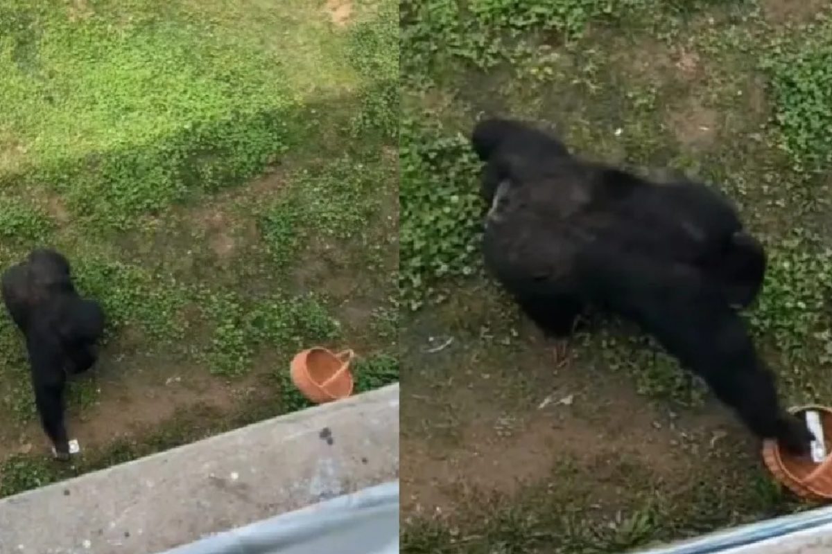 Viral Video: गोरिल्ला ने जो किया उससे हर कोई हैरान.. वीडियो सोशल मीडिया पर धमाल मचा रहा है.. Viral Video: गोरिल्ला ने जो किया उससे हर कोई हैरान.. वीडियो सोशल मीडिया पर धमाल मचा रहा है..