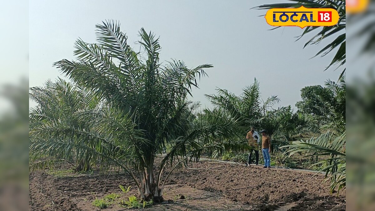 Cultivation of intercropping in oil farm know complete details here nzb ...