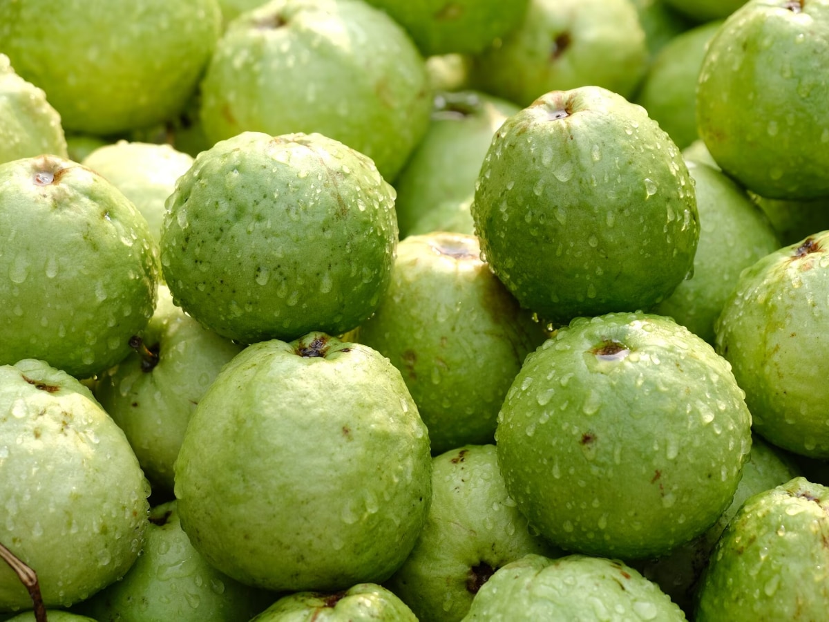 Health Tips : వీళ్లు జామ పండ్లు ఎట్టి పరిస్థితుల్లోనూ తినకూడదు.. చాలా ...