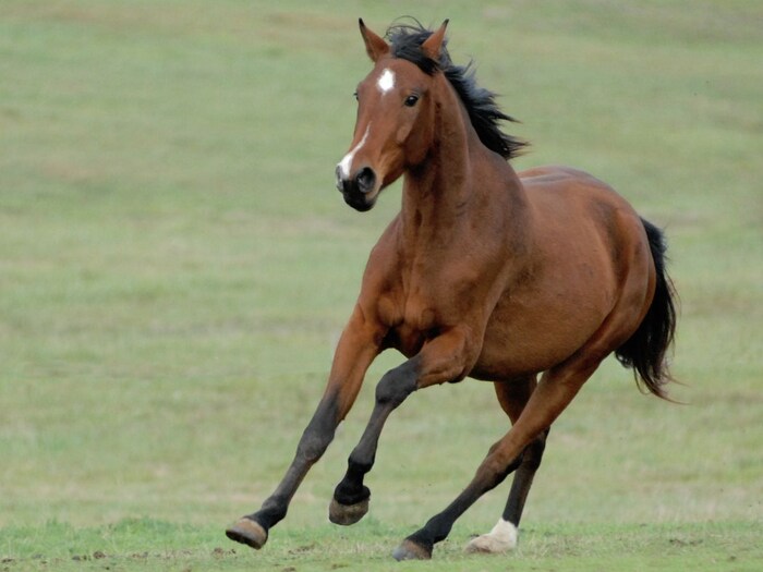 Vastu Tips మీ ఇంట్లో ఈ 6 వస్తువులుంటే అద్భుతాలు జరుగుతాయి.. జీవితం మారిపోతుంది..!