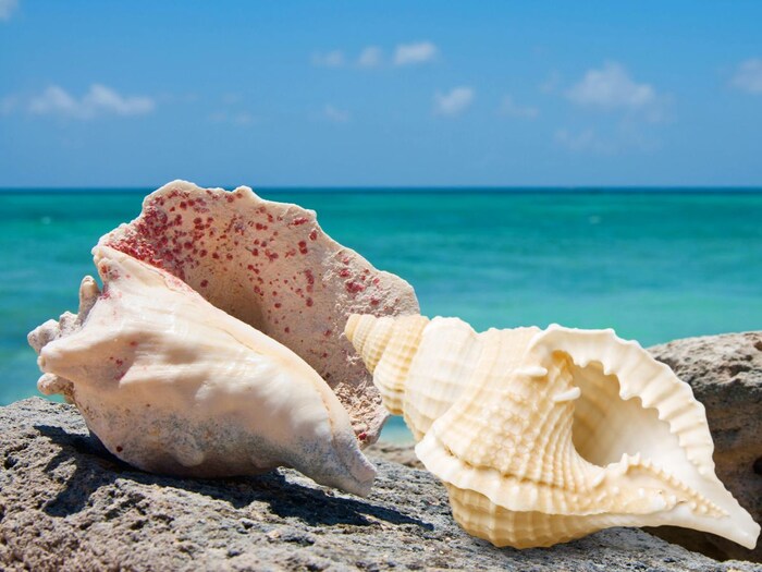 Vastu Tips మీ ఇంట్లో ఈ 6 వస్తువులుంటే అద్భుతాలు జరుగుతాయి.. జీవితం మారిపోతుంది..!