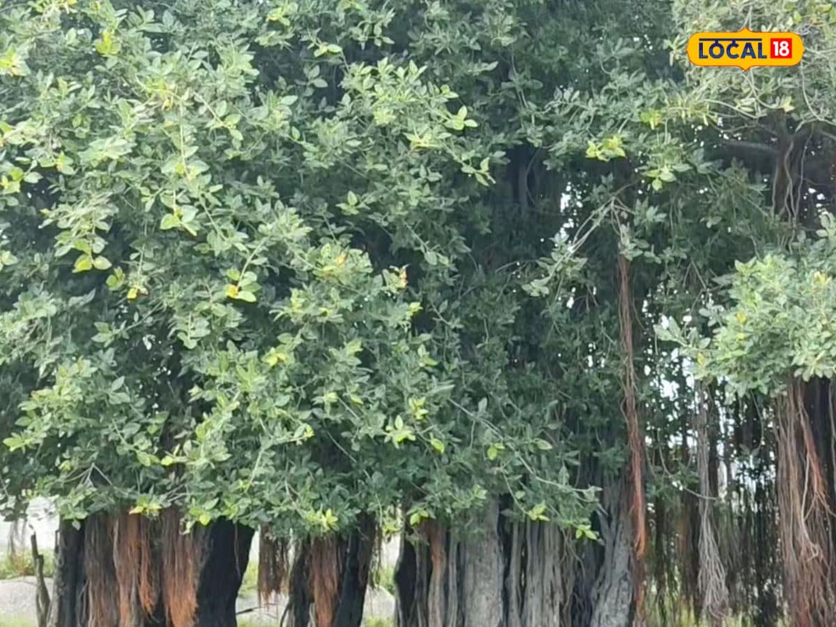 Banyan Tree: భారీ మర్రి చెట్టు.. ఇంతవరకు ఎవ్వరూ ఆ పని చేయలేకపోయారు ...