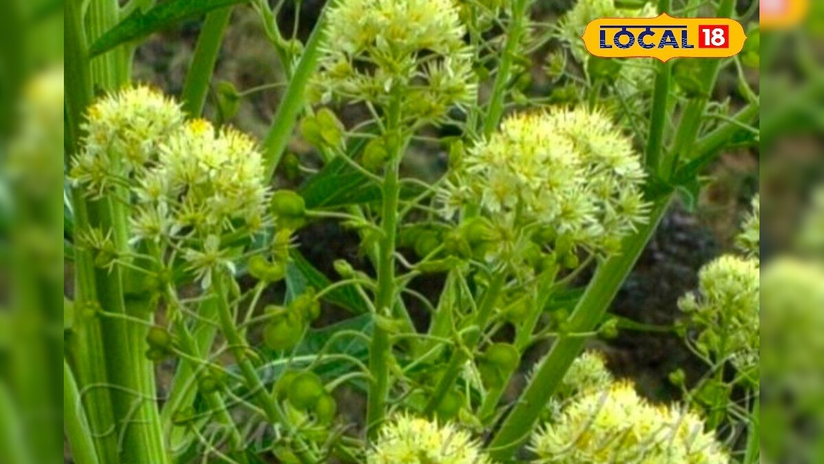 Health Tips : హిమాలయాల్లో కనిపించే ఈ మొక్కలో చాలా ఔషధ గుణాలు.. ఆస్తమాకు చక్కటి పరిష్కారం
