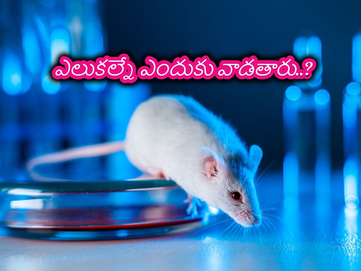 Rat Knowledge మనుషుల కోసం చేసే ప్రయోగాలు ముందు ఎలుకలపై ఎందుకు చేస్తారు..?| why are ...