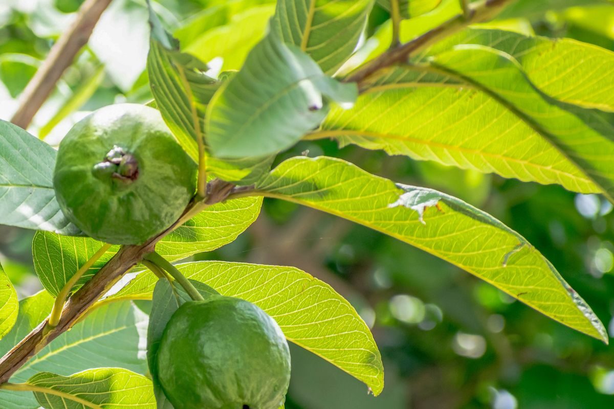 Guava Leaves: జామ ఆకుల్లో ఇన్ని పోషకాలు ఉంటాయా..? రోజు తింటే ఆశ్చర్యపరిచే ప్రయోజనాలు..!