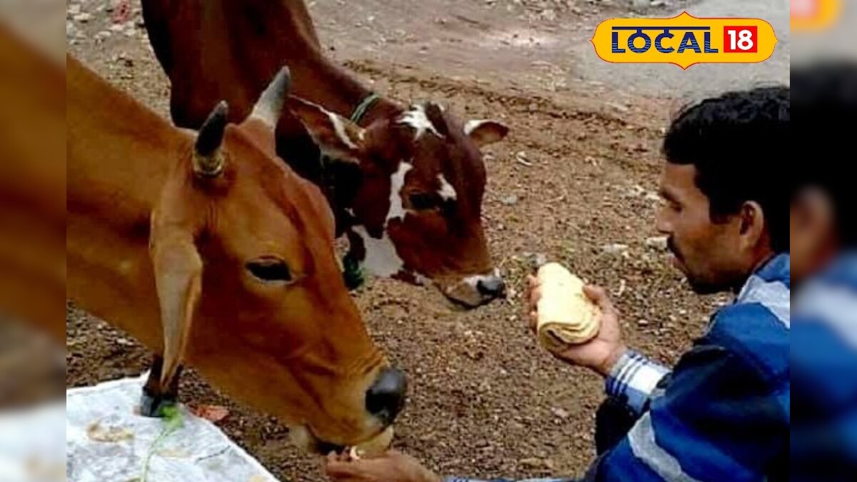 Viral : ఆవుకి పొరపాటున కూడా అలాంటి ఆహారం ఇవ్వకండి.. ప్రాణాంతకం అవ్వొచ్చు