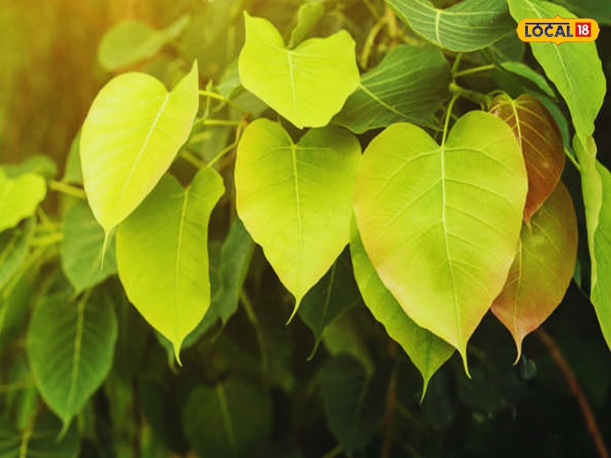 Peepal Tree : ఈ ఆకులతో చేసిన కషాయం తాగితే మోషన్ ఫ్రీగా వస్తుంది ...