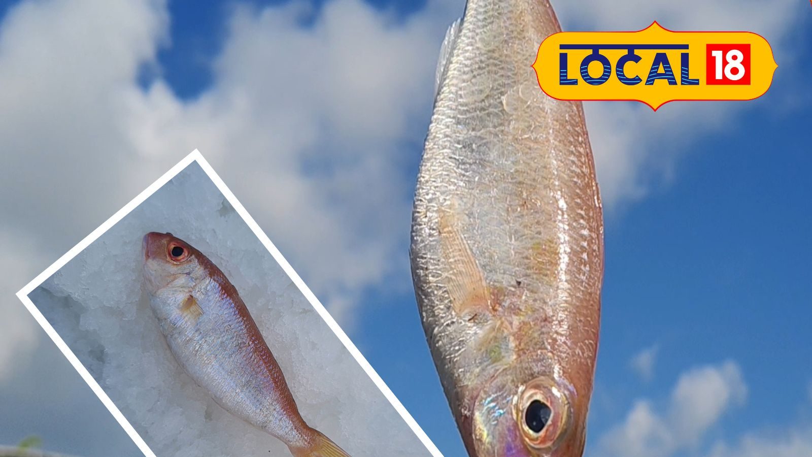 Sikandr Fish Fish Benefits: ఈ కలర్ చేప తింటే గుండెపోటు, బీపీ రాదట.. కానీ గర్భవతులు ...