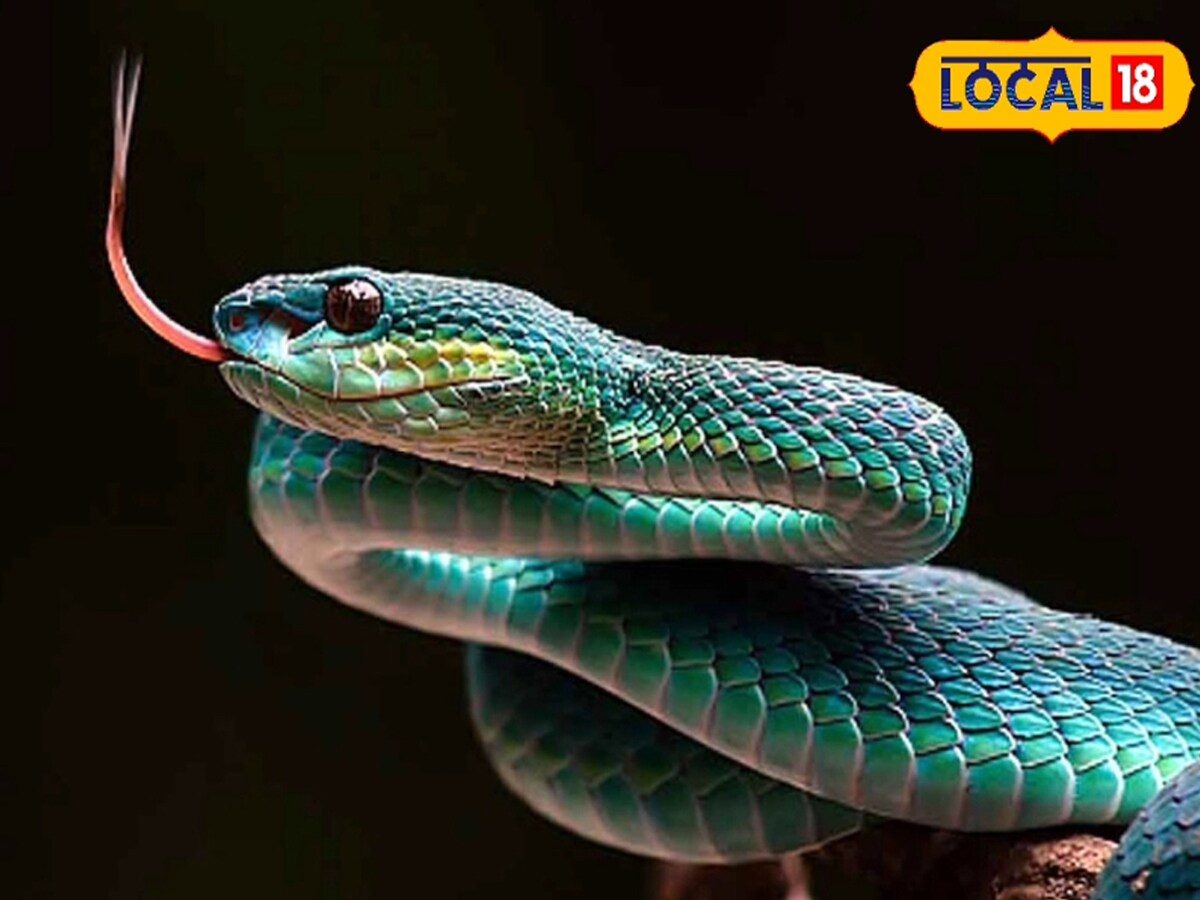 Knowledgeable Snake Snake Knowledge : పాములు ఎన్నేళ్లు జీవిస్తాయో తెలుసా? | ట్రెండింగ్ ...