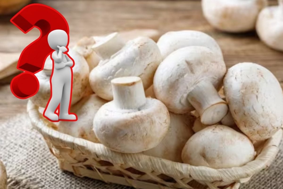 मशरूम: शाकाहारी है या नॉन वेज? जानिए सही जवाब और वैज्ञानिक कारण