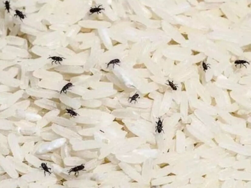 Rice Bugs: బియ్యంలో పురుగు పడిందా?.. ఈ 4 చిట్కాలు పాటిస్తే ఈజీగా ...