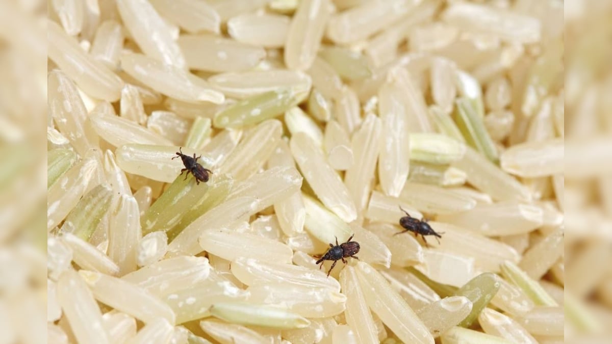 Rice Bugs: బియ్యంలో పురుగు పడిందా?.. ఈ 4 చిట్కాలు పాటిస్తే ఈజీగా ...