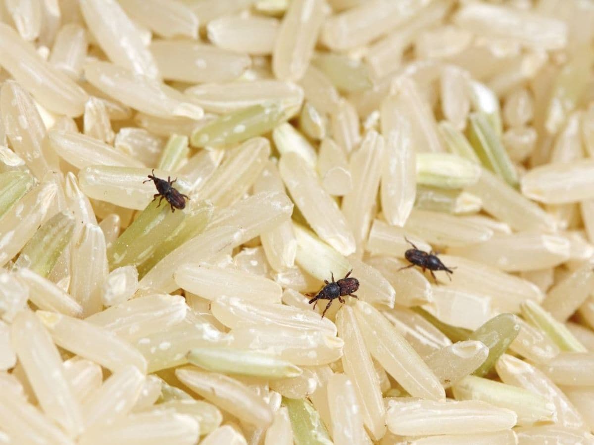 Rice Bugs: బియ్యంలో పురుగు పడిందా?.. ఈ 4 చిట్కాలు పాటిస్తే ఈజీగా ...