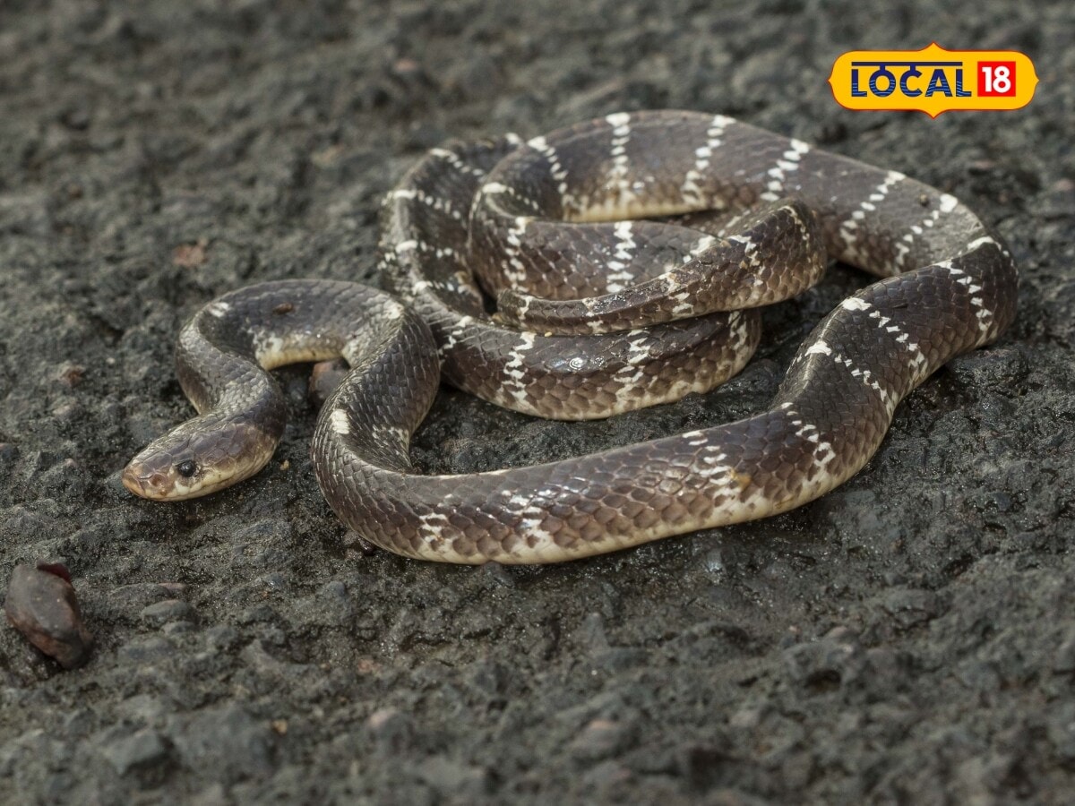 Snake Bites: శబ్దం లేదు, నొప్పి లేదు, 'ఈ' పాము కాటు వేస్తే, 3 గంటల్లో ...
