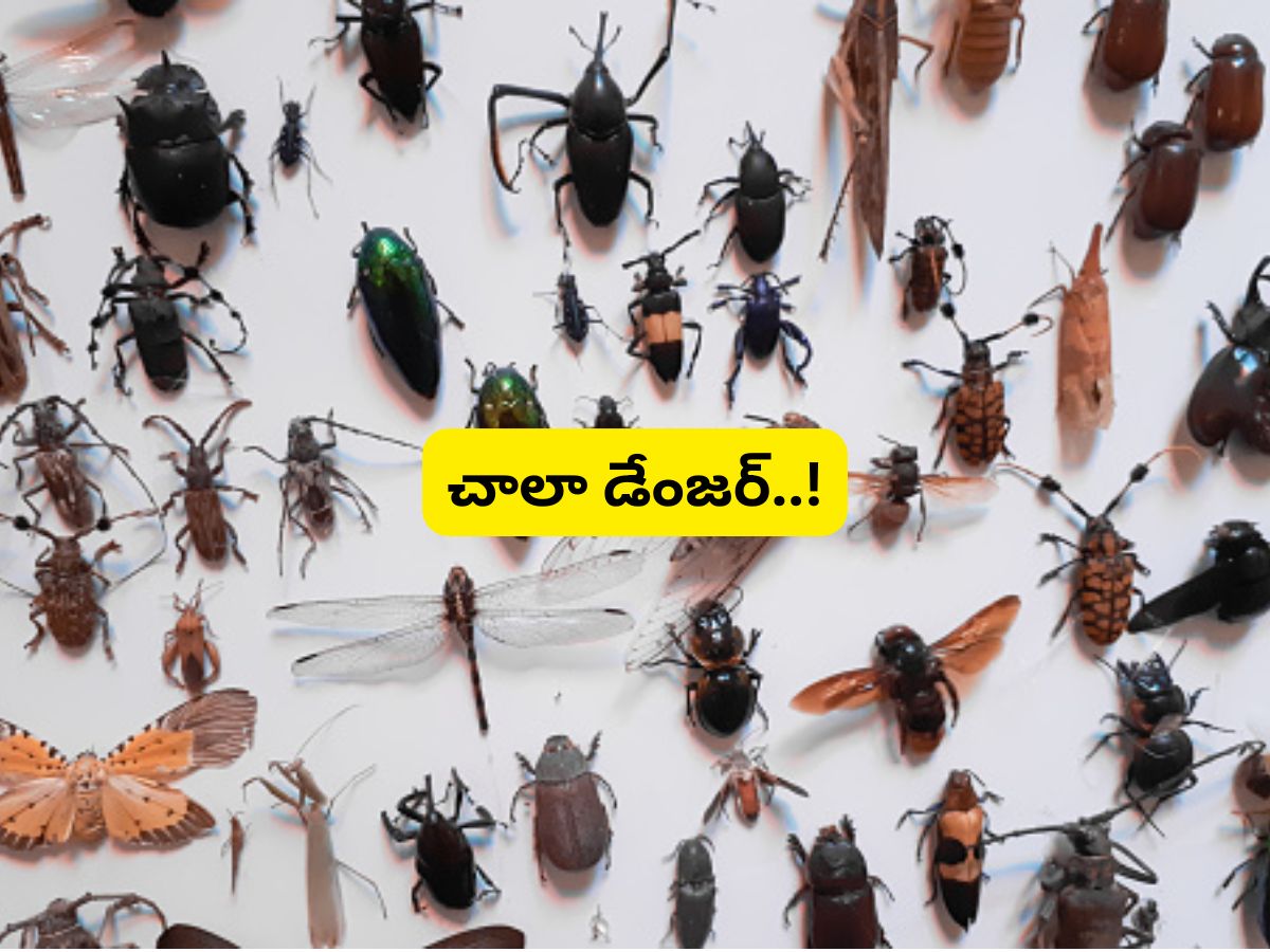 Telu Insect Insects: మన ఇళ్లలో నివసించే ఈ 5 రకాల కీటకాలు చాలా డేంజర్.. ఎంత దూరంగా ...