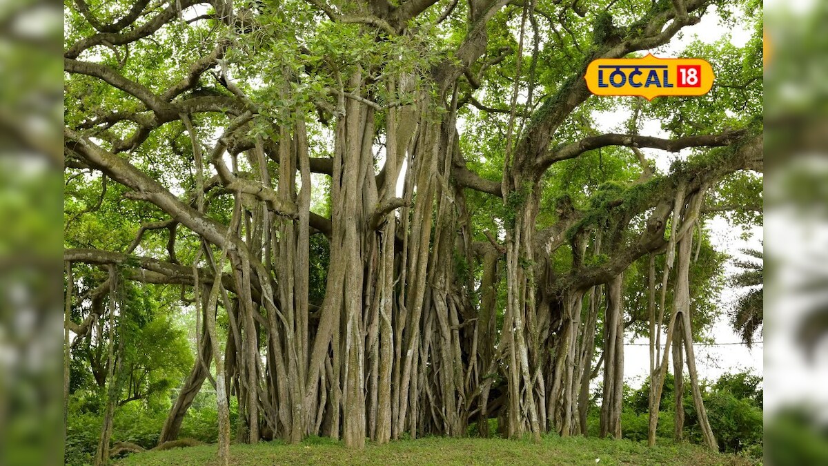 Banyan Tree Benefits: కిడ్నీలో రాళ్లు, కీళ్ల నొప్పులకు నివారణకు.. మర్రి ...