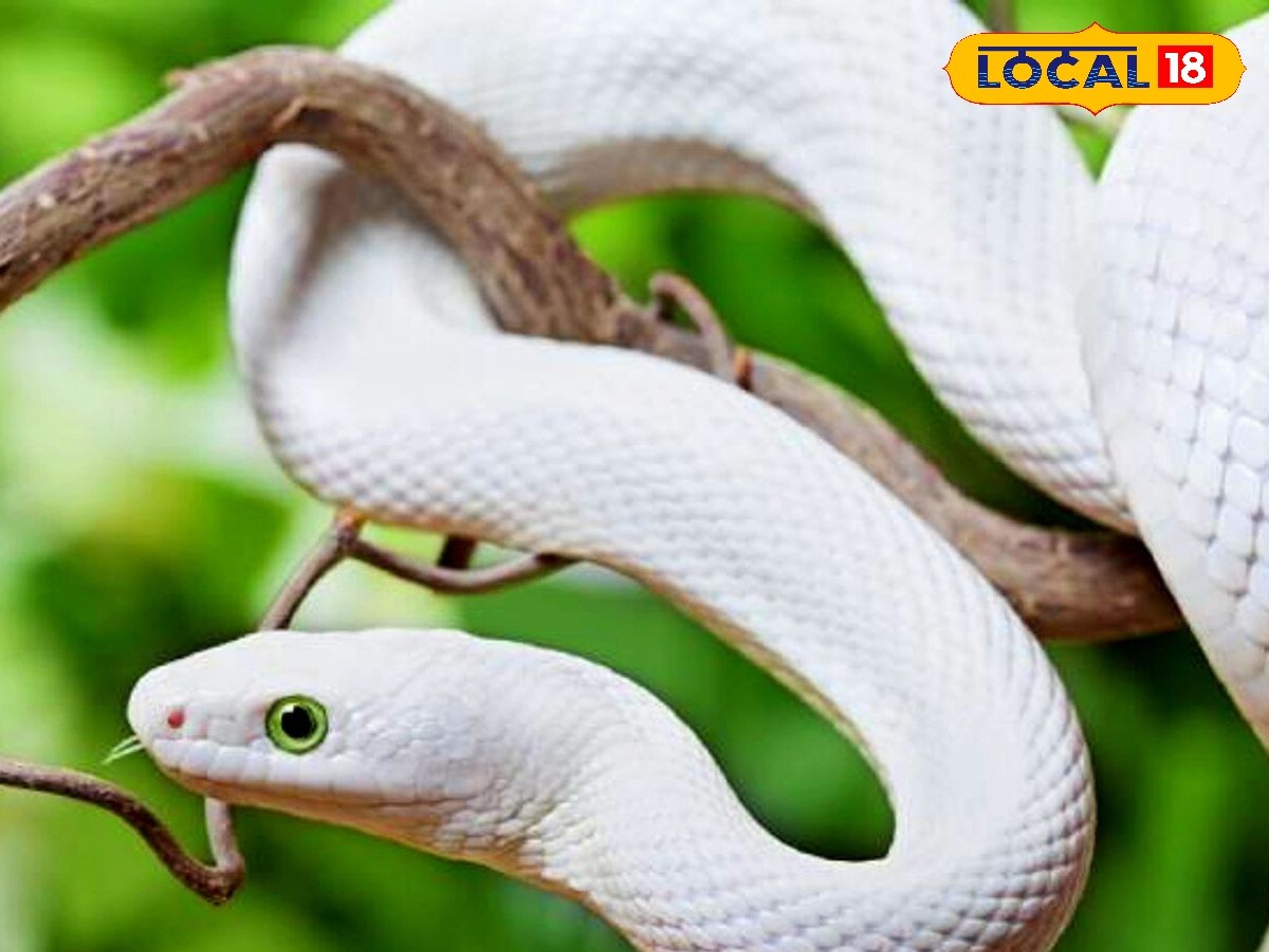 Knowledgeable Snake Snakes: అనకొండలు ఎక్కువగా ఏ దేశంలో ఉన్నాయో తెలుసా ? ఈ 5 దేశాల్లో అయితే ...
