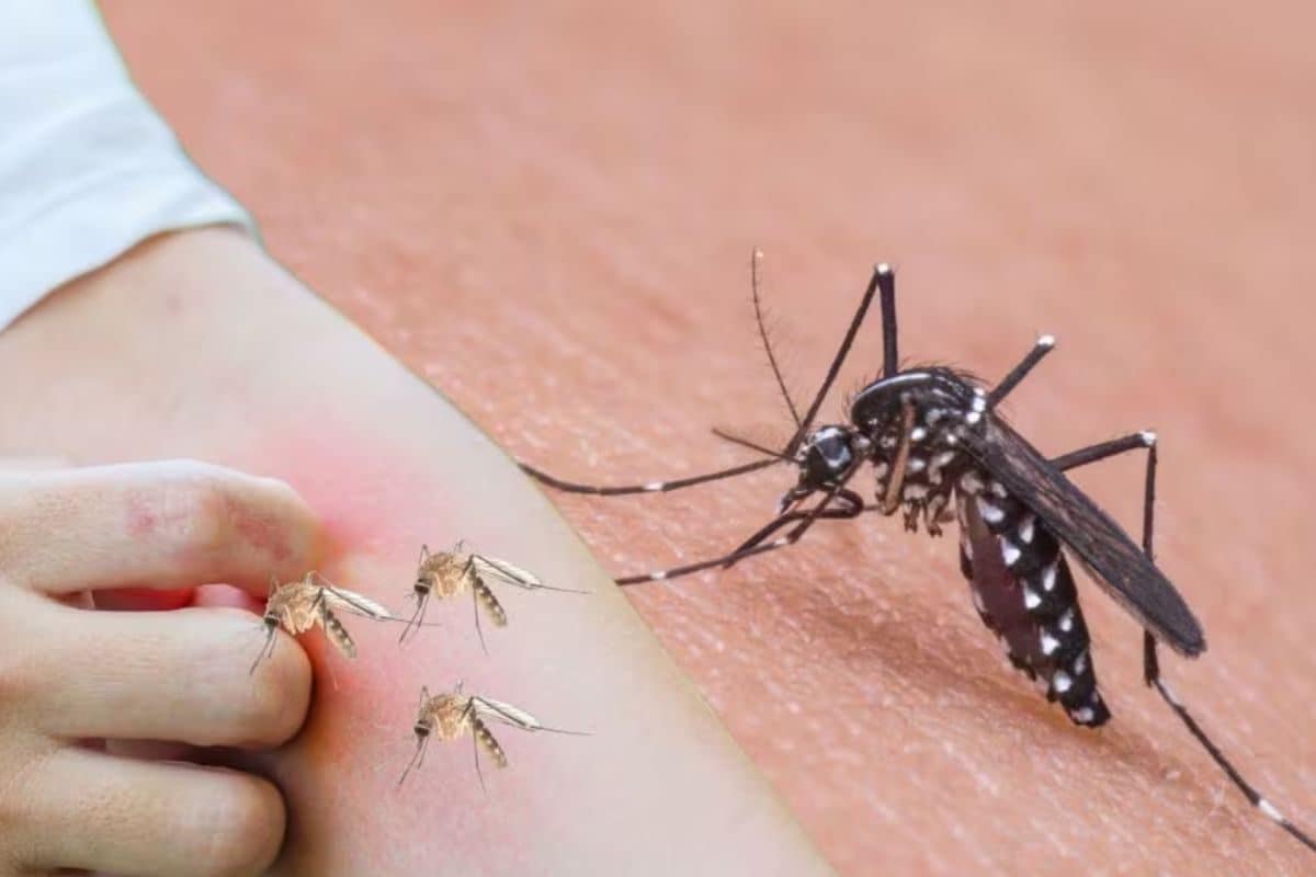https://images.news18.com/telugu/uploads/2025/06/Mosquito-2025-06-ce93ef5623e9f75de45a08ae255d28ff-3x2.jpg