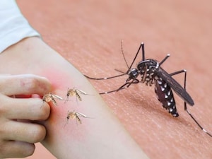 Mosquito bites : దోమ కాటుకు 100 మంది మృతి చెందారు. అక్కడి ఆసుపత్రుల వద్ద గందరగోళ పరిస్థితులు నెలకొన్నాయి. ఎప్పుడు మృత్యువు ఏ రకంగా వస్తుందోనని ప్రజలు బెంబేలెత్తిపోతున్నారు. ప్రభుత్వ రికార్డులో మాత్రం 33 మందే, ఆసుపత్రుల రికార్డులో మాత్రం 103 మంది మరణించినట్లు వివరాలు ఉన్నాయి.