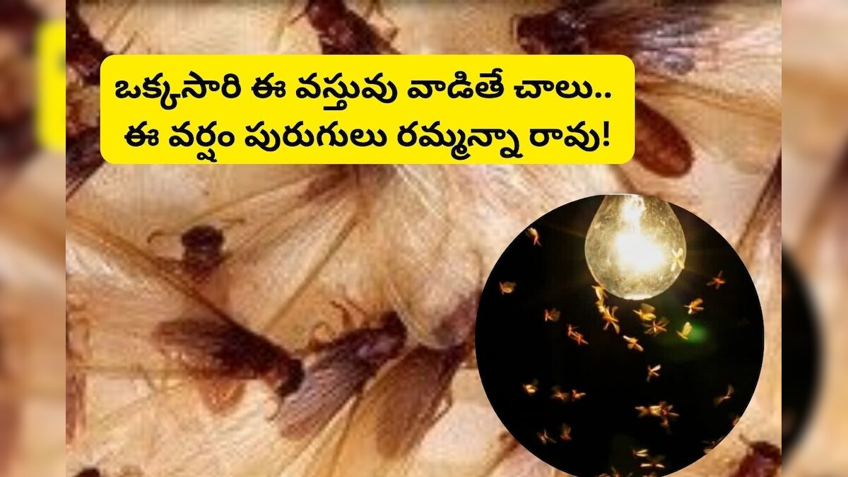 Telu Insect Rainy Season Insects: వానాకాలంలో ఇంట్లోకి పురుగులు వచ్చేస్తున్నాయా? 3 ...