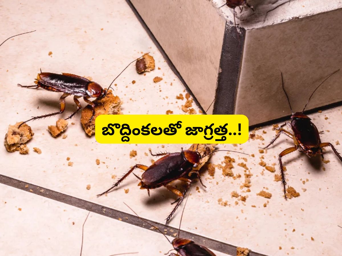 Cockroach Cdc Cockroaches: బొద్దింకలతో 5 ప్రాణాంతక వ్యాధుల ముప్పు.. ఇవి ఇంట్లో ఉంటే ...