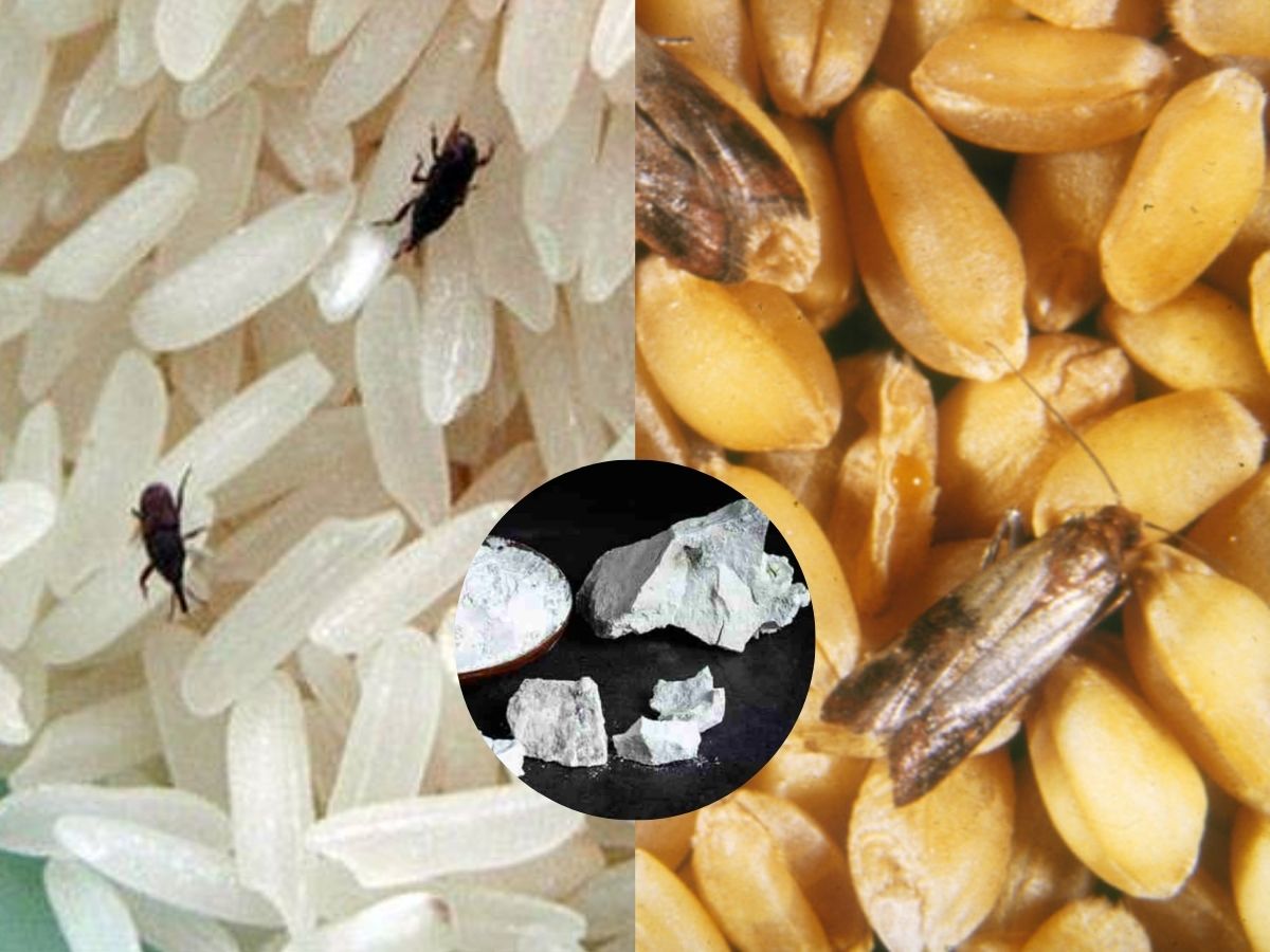 Rice Bugs: వర్షాకాలం పప్పులు, బియ్యంలో పురుగులు పడుతున్నాయా..? ఈ 2 ...