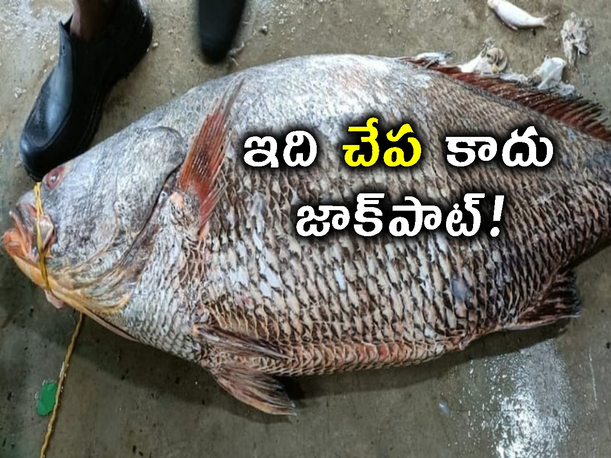 Telia Bhola Fish: ఆ చేప ధర కేజీ రూ.30వేలు. అయినా ఎగబడి కొంటారు.. అందుకు ...