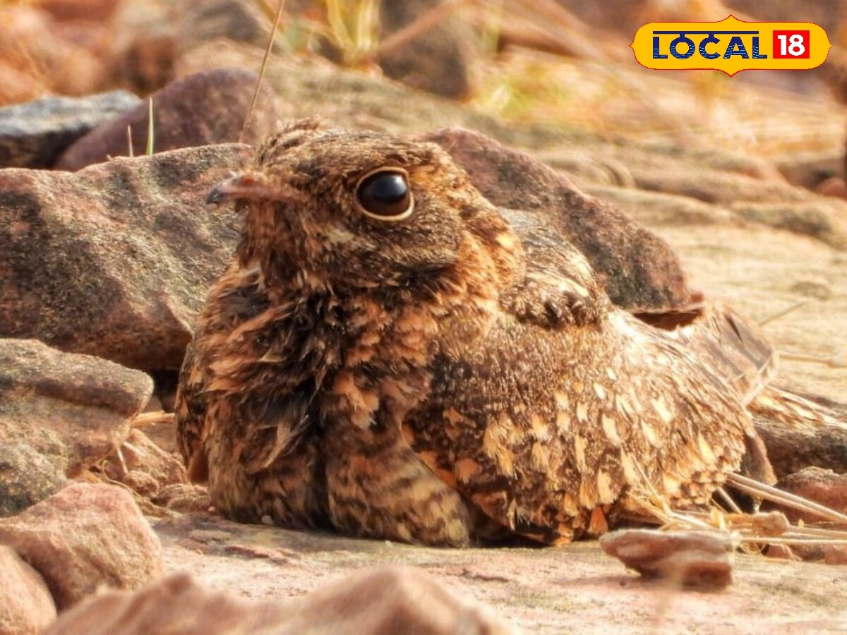 Qojar Insect Indian Nightjar: ఈ పక్షిని ఎప్పుడైనా చూశారా.. పగటిపూట కనపడకుండా, రాత్రి ...