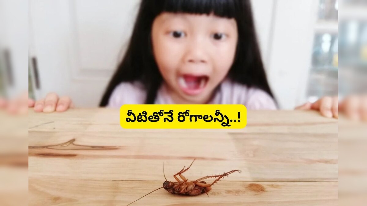 Telu Insect kitchen insects: మన ఇంట్లో కిచ్ కిచ్ అంటూ తిరిగే ఇవే.. ఫుడ్ పాయిజన్ ...