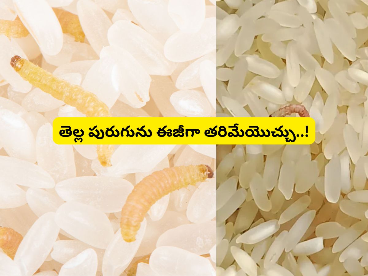 Rice Bugs: బియ్యంలో తెల్ల పురుగులు పట్టాయా? అయితే రూపాయికి దొరికే ఈ ...