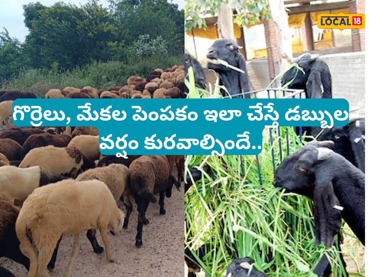 గొర్రెలు, మేకలు పెంపకం ఎలా చేయాలి? మంచి లాభాలు రావాలంటే ఈ టిప్స్ ...