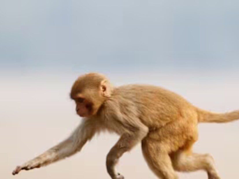 Rabies Disease : కుక్క మాత్రమే కాదు.. ఈ జంతువులు కరిచినా.. గీరినా ...
