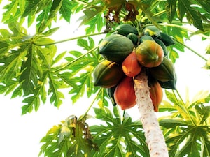 Grow Papaya on Your Balcony: Easy Steps for Fresh, Chemical-Free Fruit!