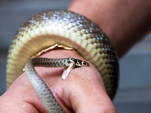 Snake Bite: Survival Time & Crucial Immediate Steps