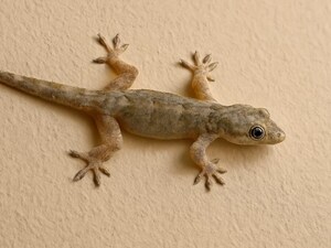 Lizards in Your Home? You're Safer Than You Think! No Doctor Bills Needed