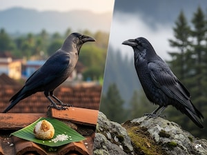 Crows Give "Return Gifts" to Feeders: Uncover Their Surprising Intelligence!