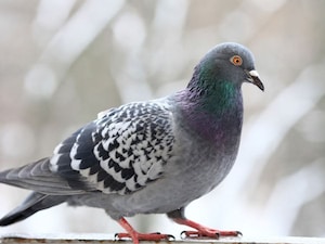 Pigeon Problems? Easy Home Tricks to Keep Them Away Naturally