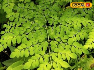 मोरिंगा: अद्भुत स्वास्थ्य लाभों के लिए प्रतिदिन कुछ पत्तियां ही काफी है.