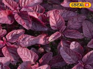 Red Lettuce: Boost Immunity, Strengthen Bones, Aid Digestion and More