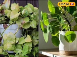 Money Plant: Why it Dries in Winter & Expert Solutions